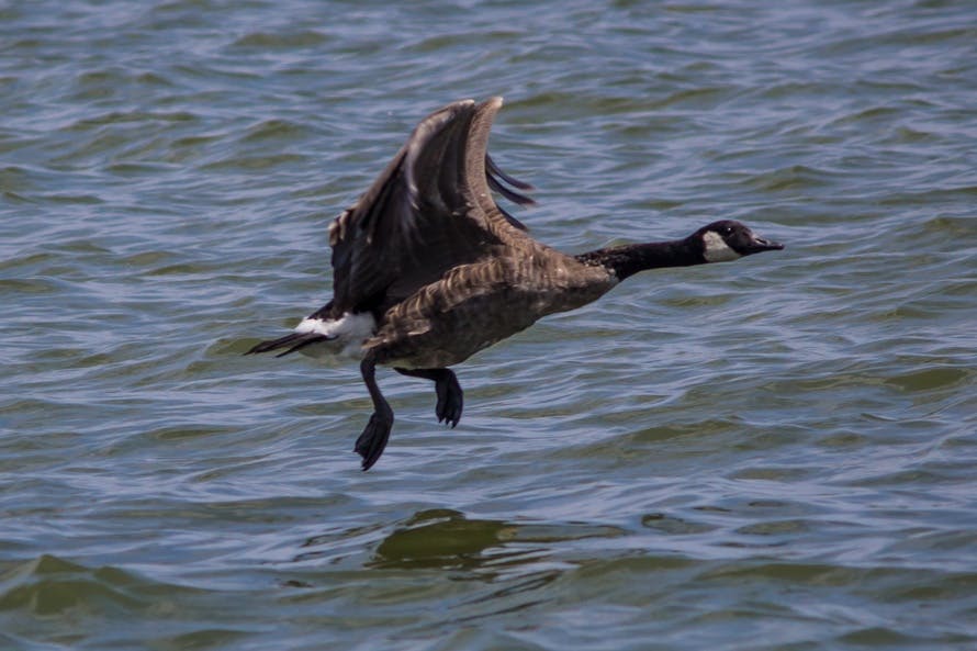 Free stock photo of goose