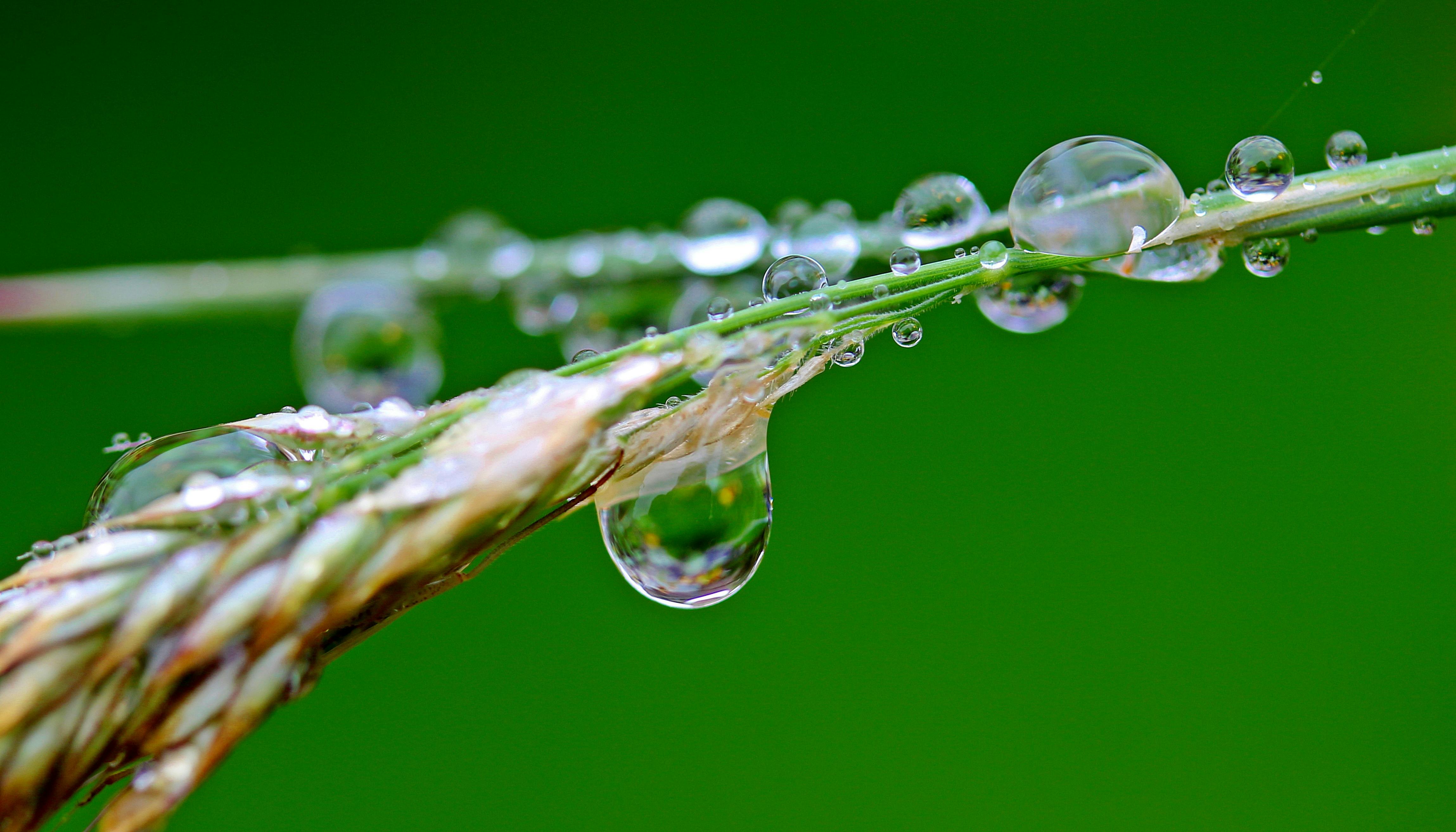 Macro Photography of Morning Dew Drop on the Plants Stem · Free Stock Photo