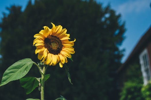 Free stock photos of sunflower · Pexels