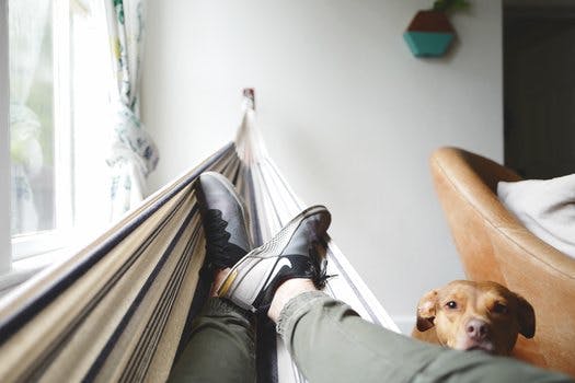 Brown Pit Bull Dog Leaning Head on Mans Legs Wearing Grey Pants Laying in Hammock