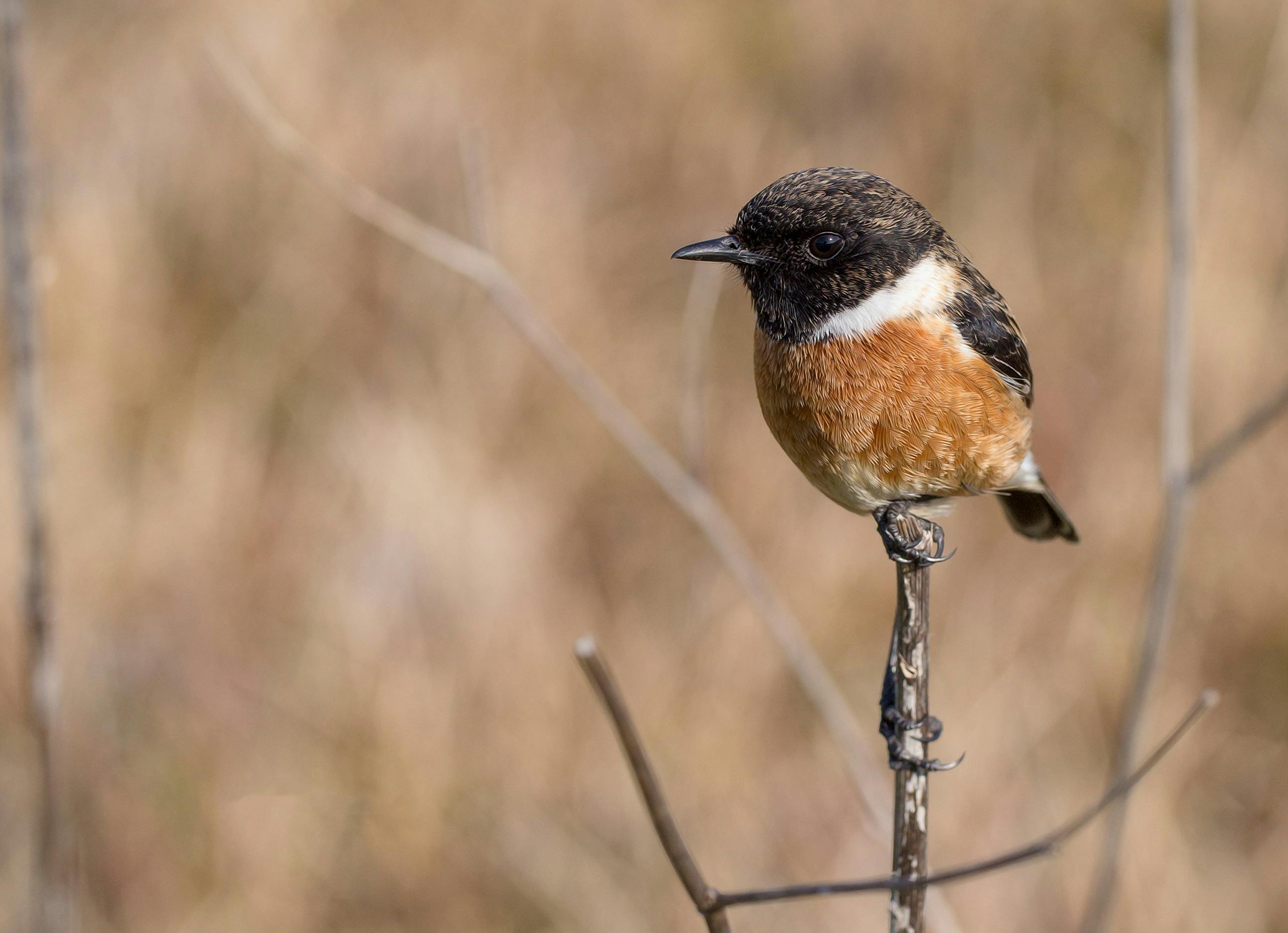 Black and Brown Bird · Free Stock Photo