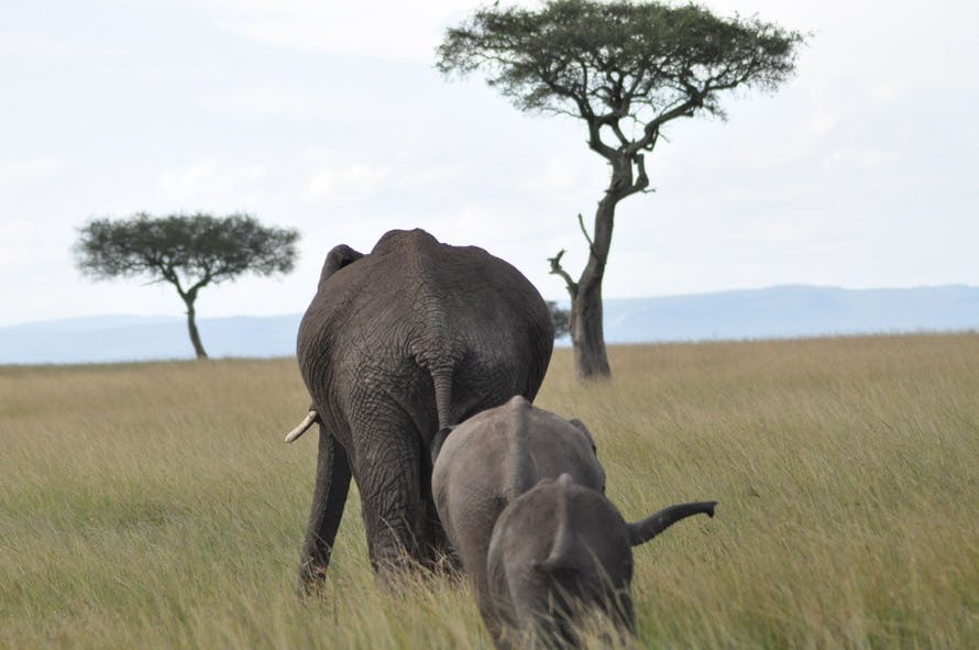 Free stock photo of africa, animals, elephants