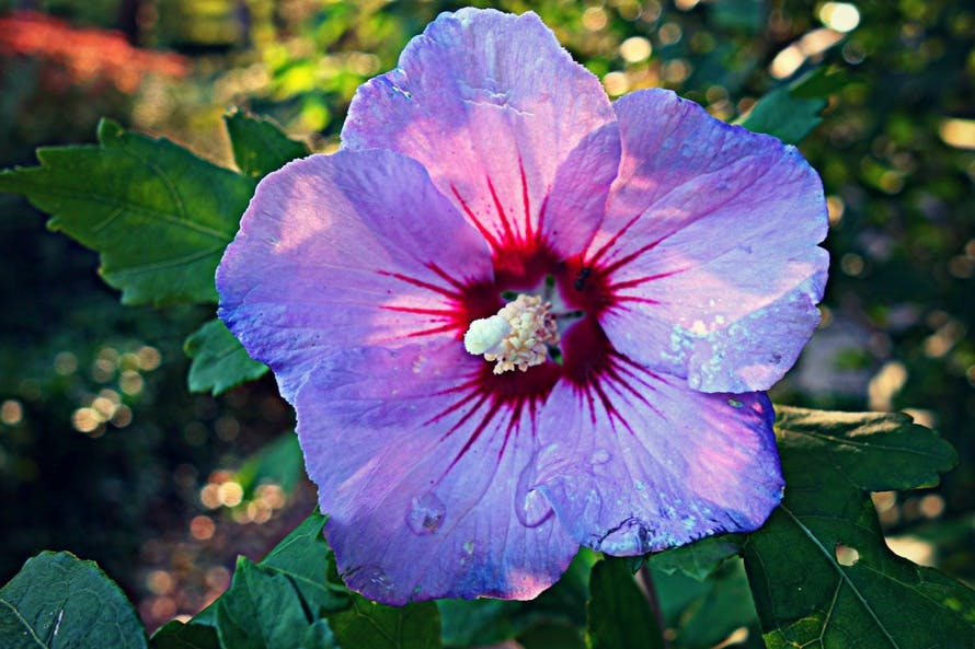 Free stock photo of flower, flowering plant, Hibiscus