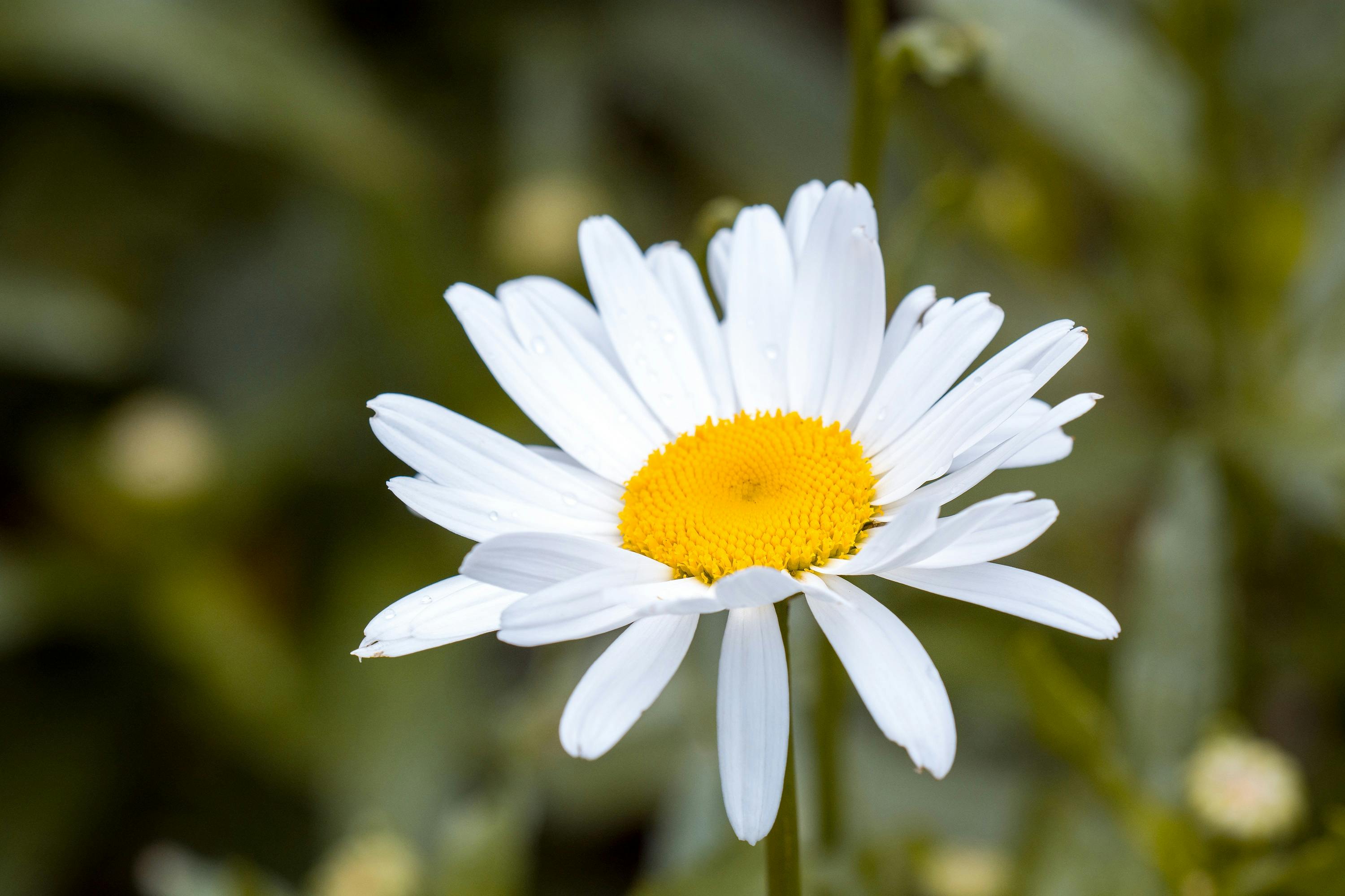 White and Yellow Flower in Macro Shot Photography · Free Stock Photo