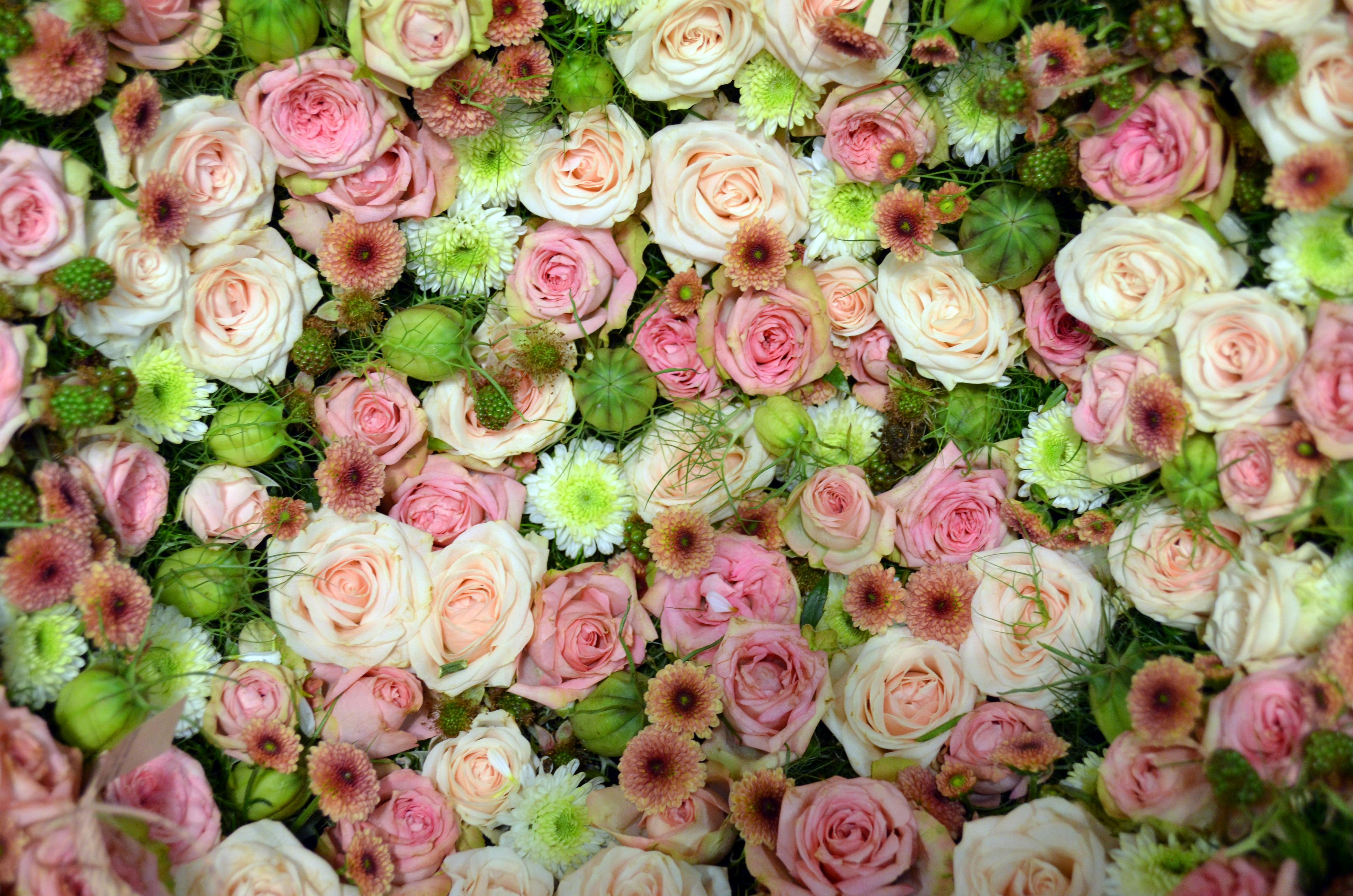 blutenmeer-pink-rose-romantic-158697.jpeg (4928×3264)