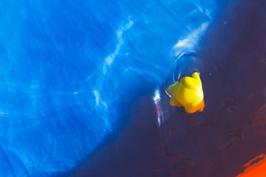 Free stock photo of dabbling duck, duck swimming, hot