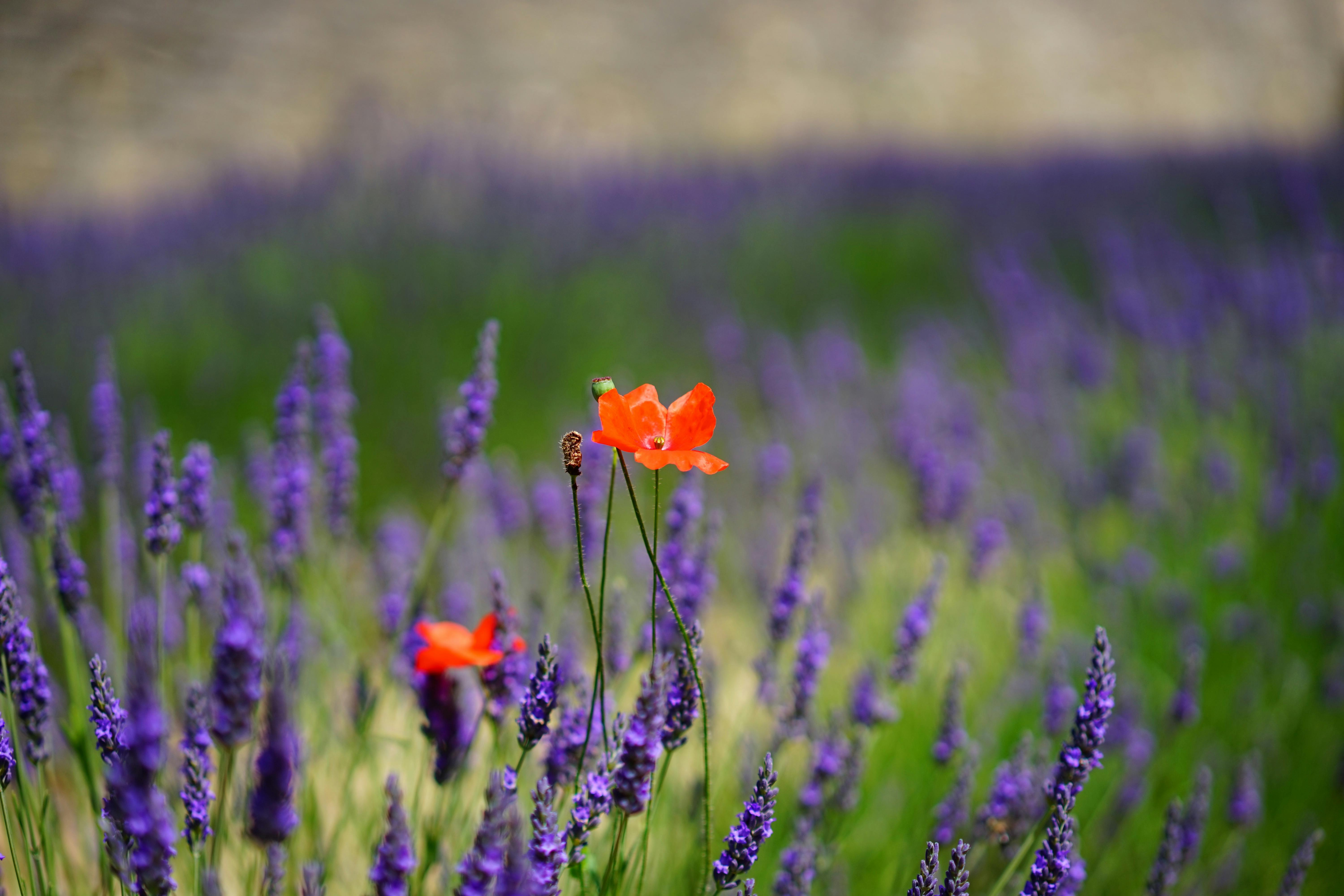 Orange Petal Flowers With Purple Grass during Daytime ...