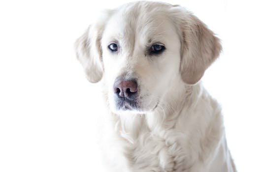 Light Golden Retriever Puppy Close-up Photography
