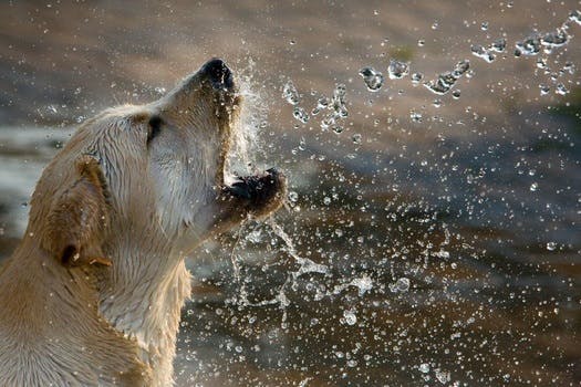 Brown Short Coated Dog Drinking Water