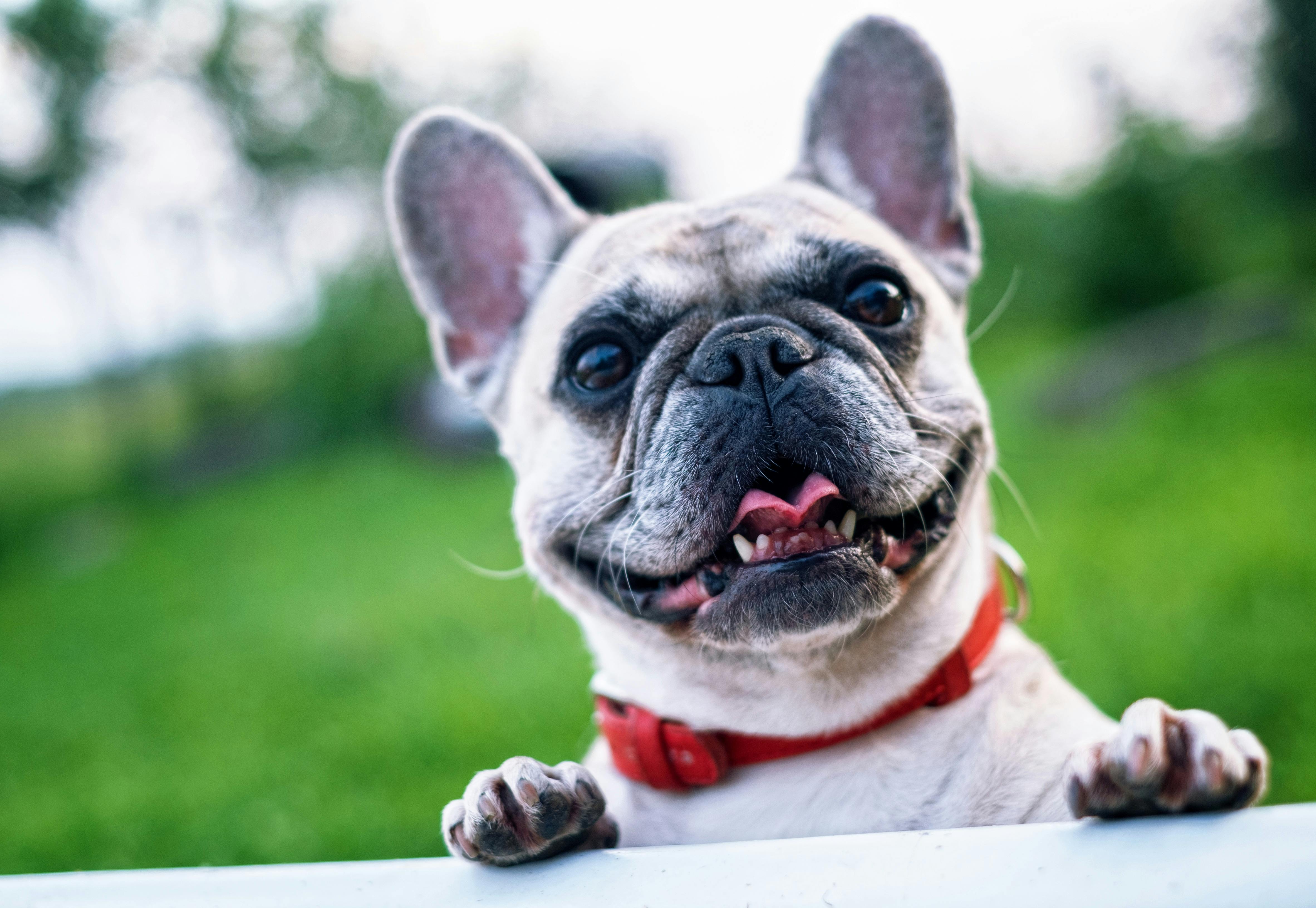 french-bulldog-summer-smile-joy-160846.jpeg (4728×3264)