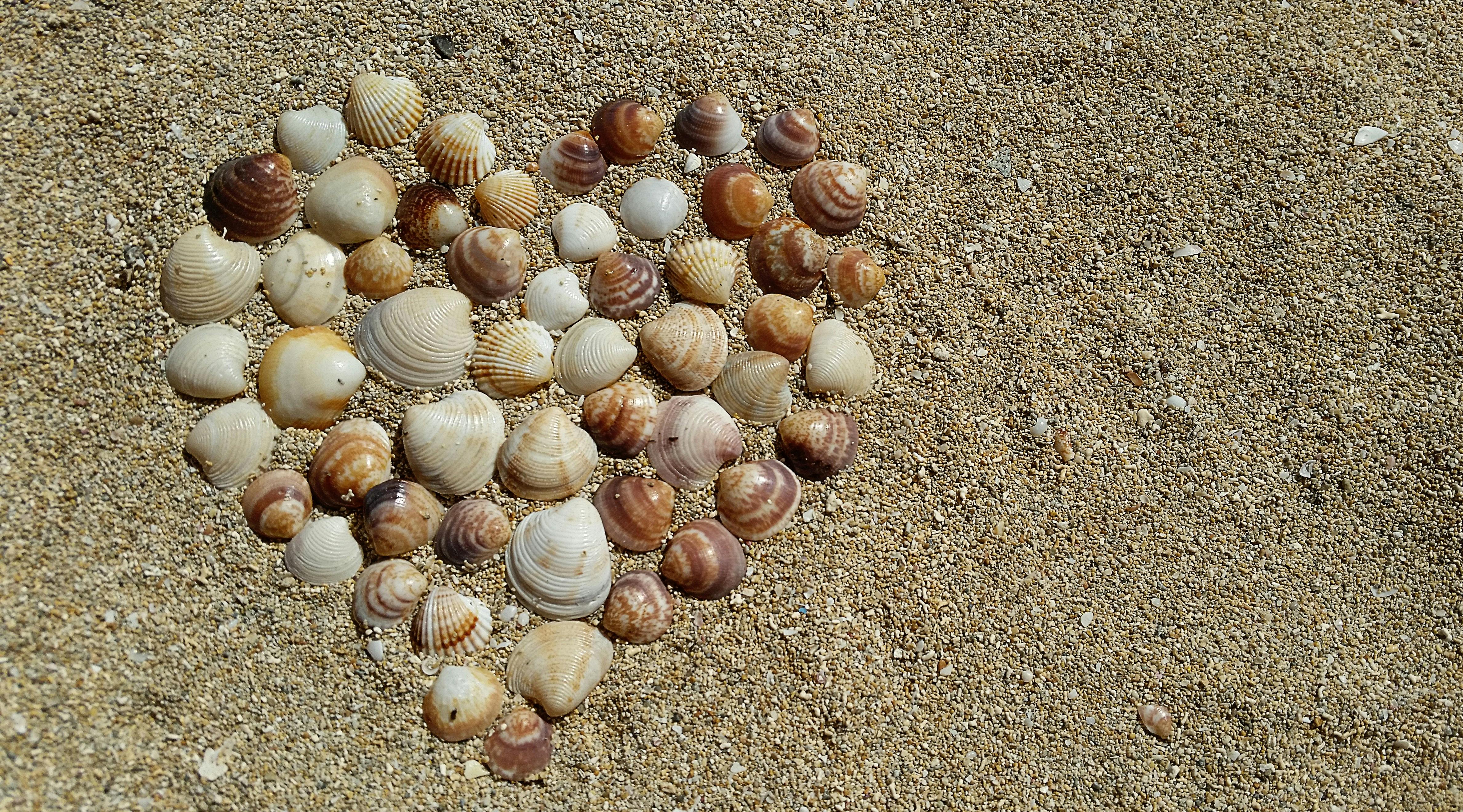 heart-mussels-harmony-love-161002.jpeg (4755×2640)