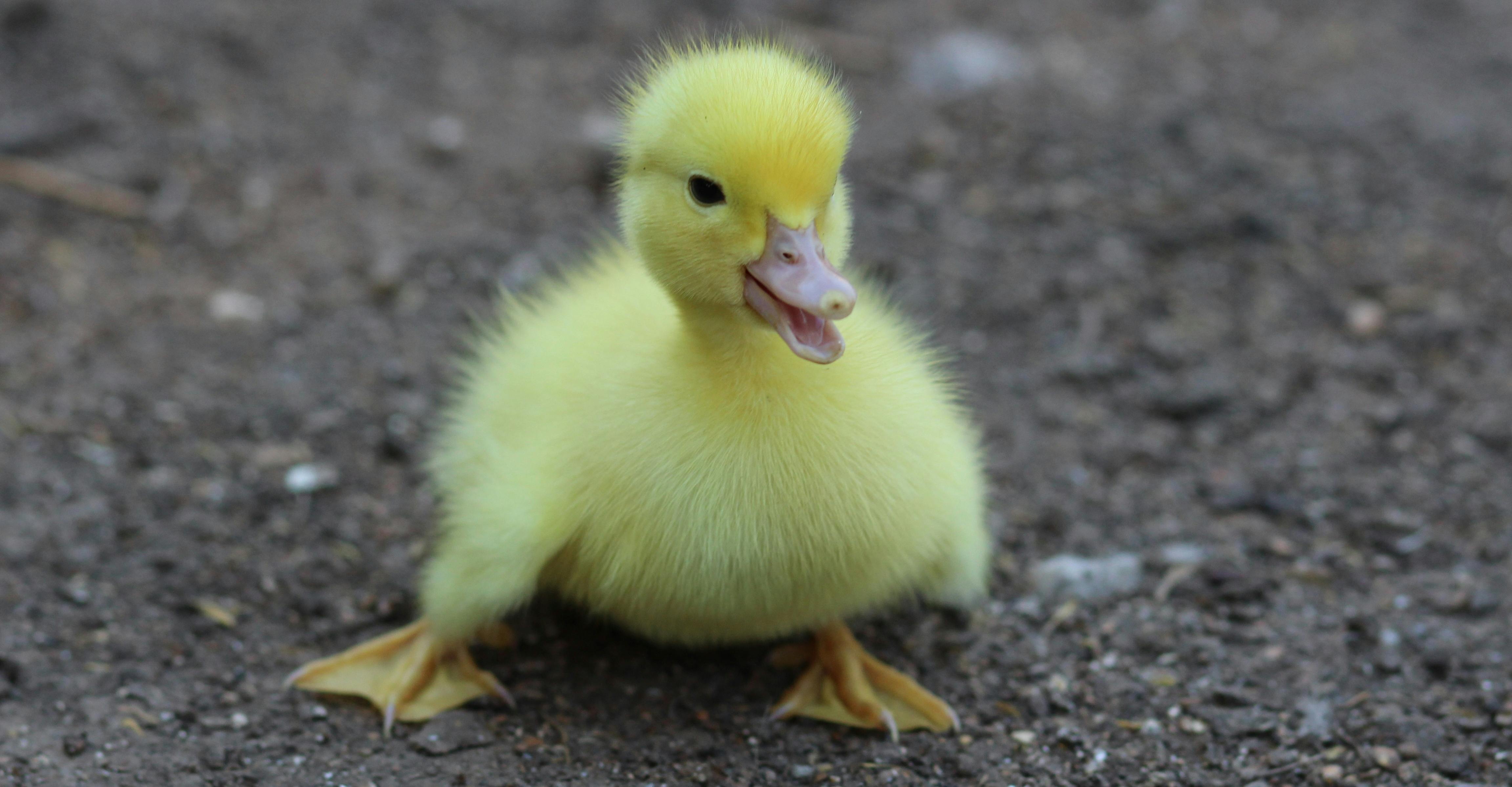 yellow fluffy animal