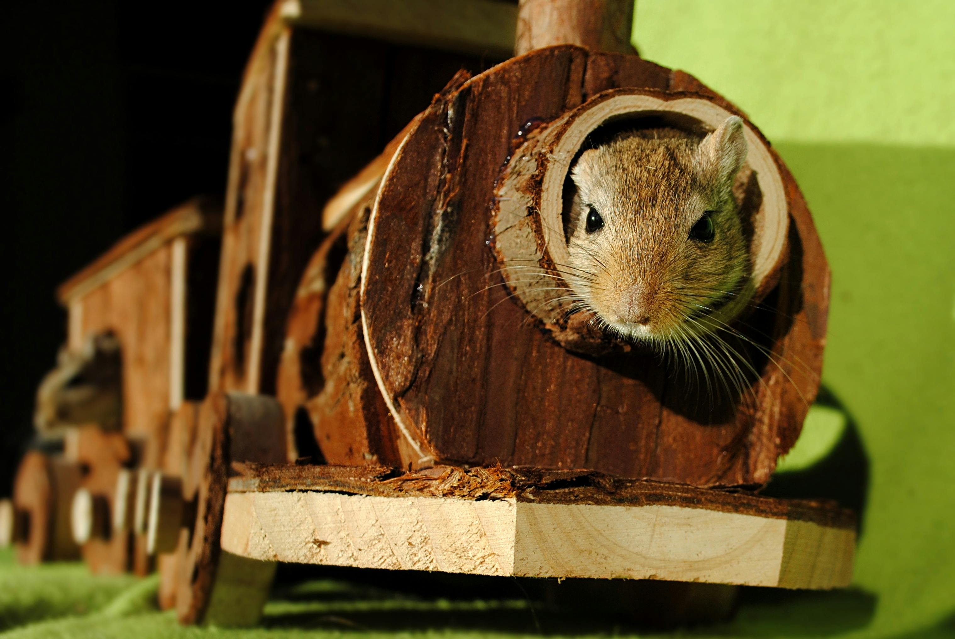 domestic-animal-rodent-gerbil-hiding-place-162168.jpeg (3038×2034)
