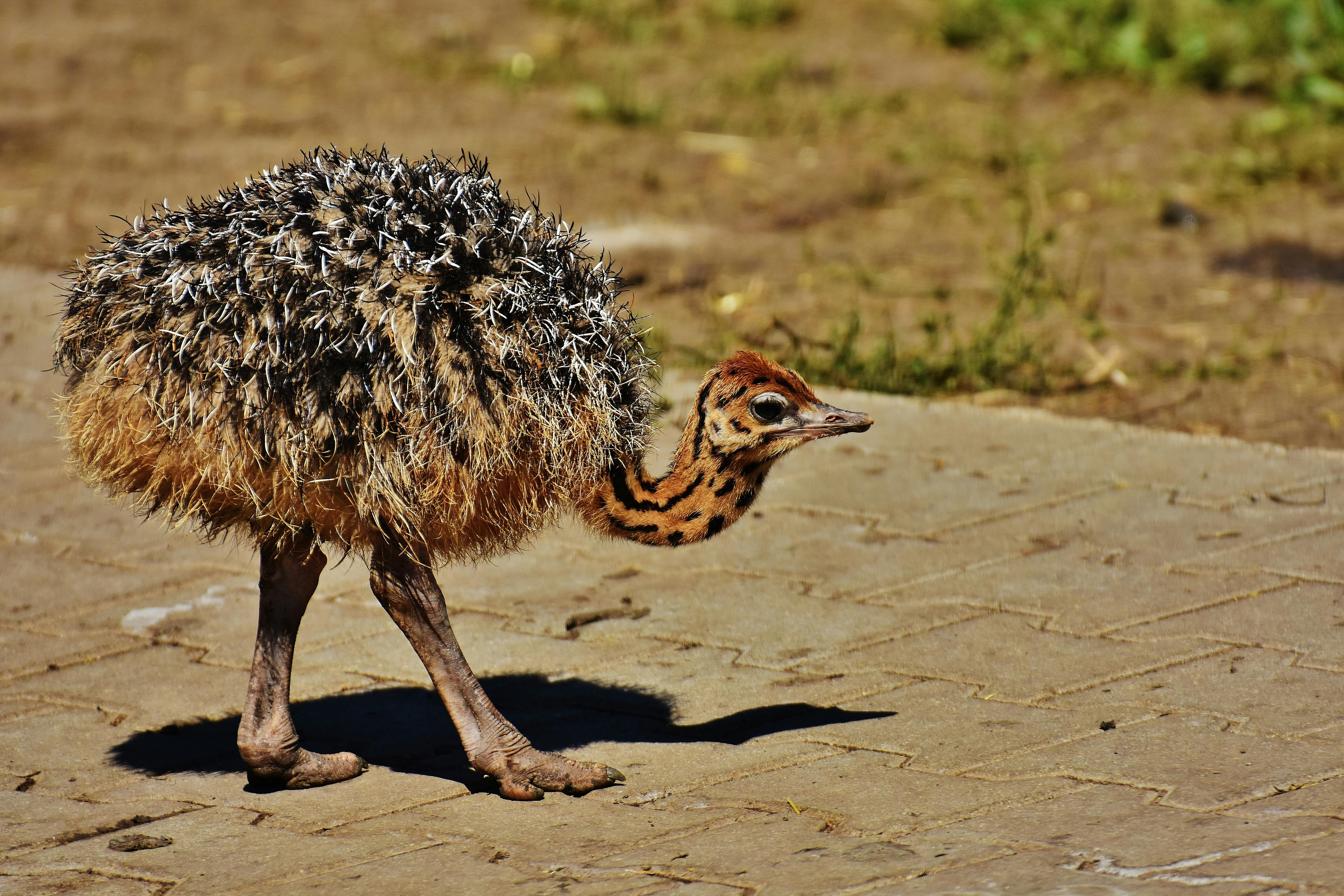 Small Ostrich Walking in Gray Pavement · Free Stock Photo