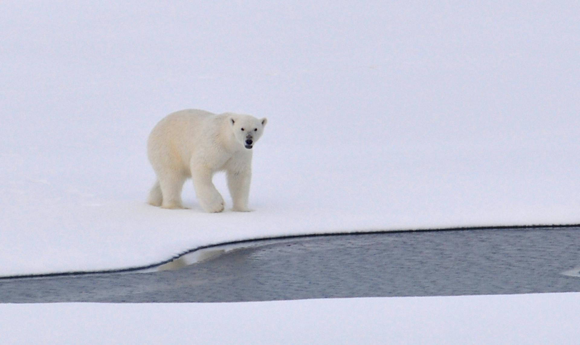 White Polar Bear on White Snowy Field Near Canal during Daytime \u00b7 Free Stock Photo