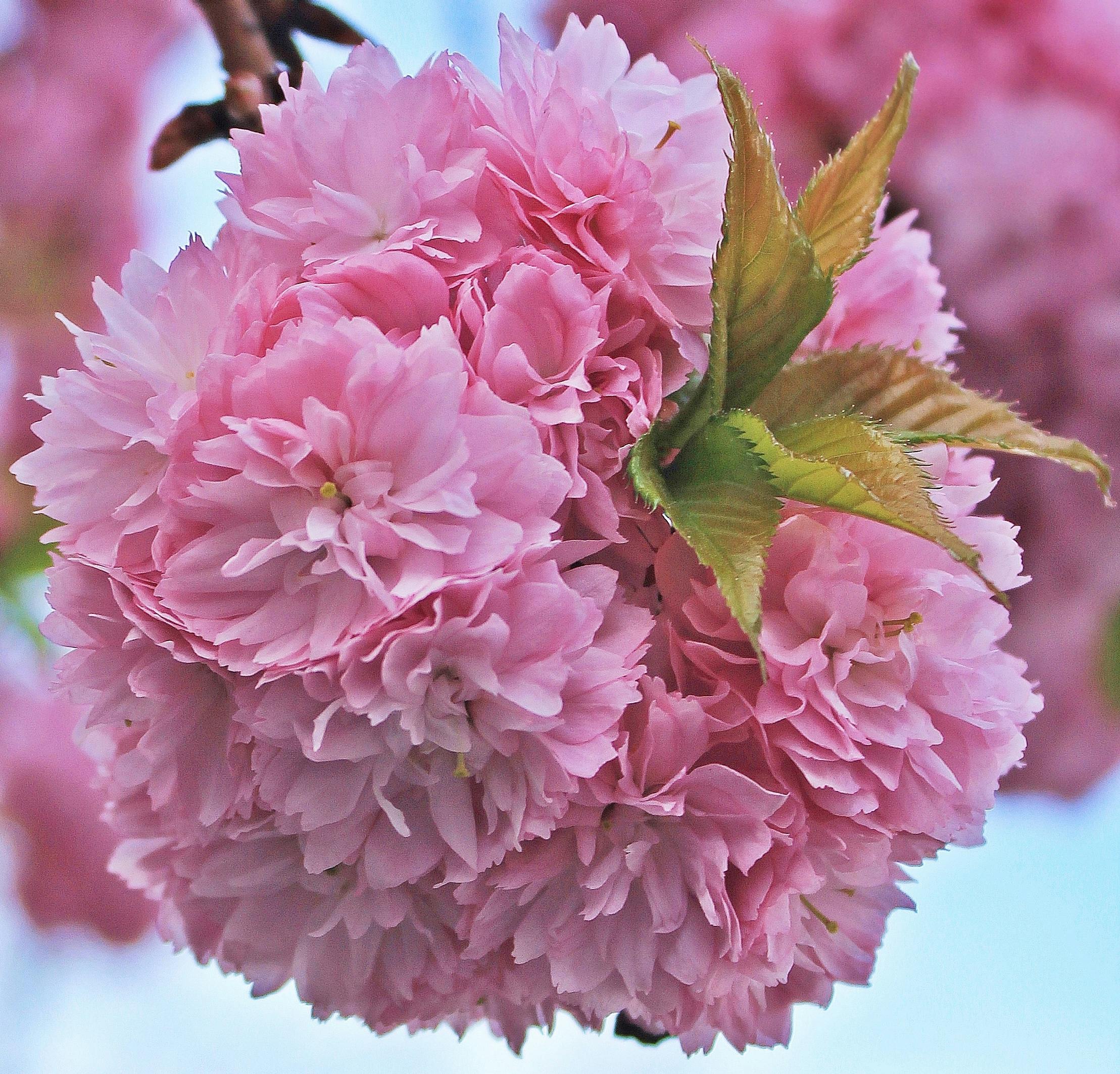 Image result for japanese cherry blossoms