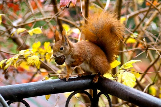 Squirrel Eating Acorn