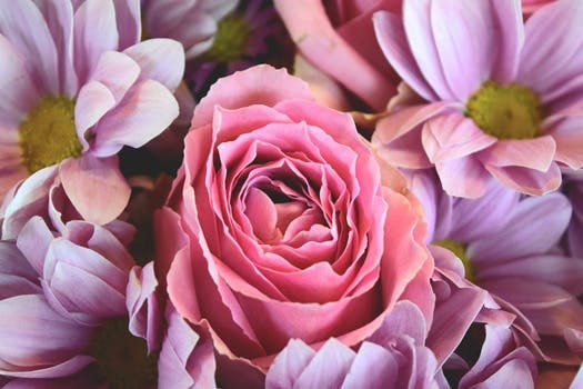 Free stock photo of flowers, roses, pink