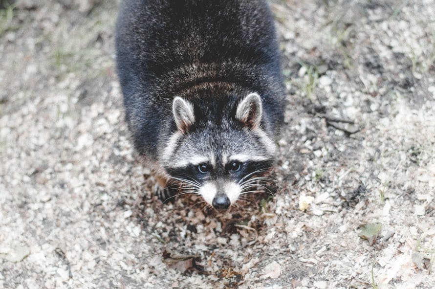 Free stock photo of animal, raccoon, whiskers