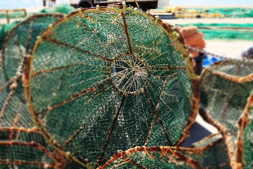 Free stock photo of fisher, fishing net, lobster