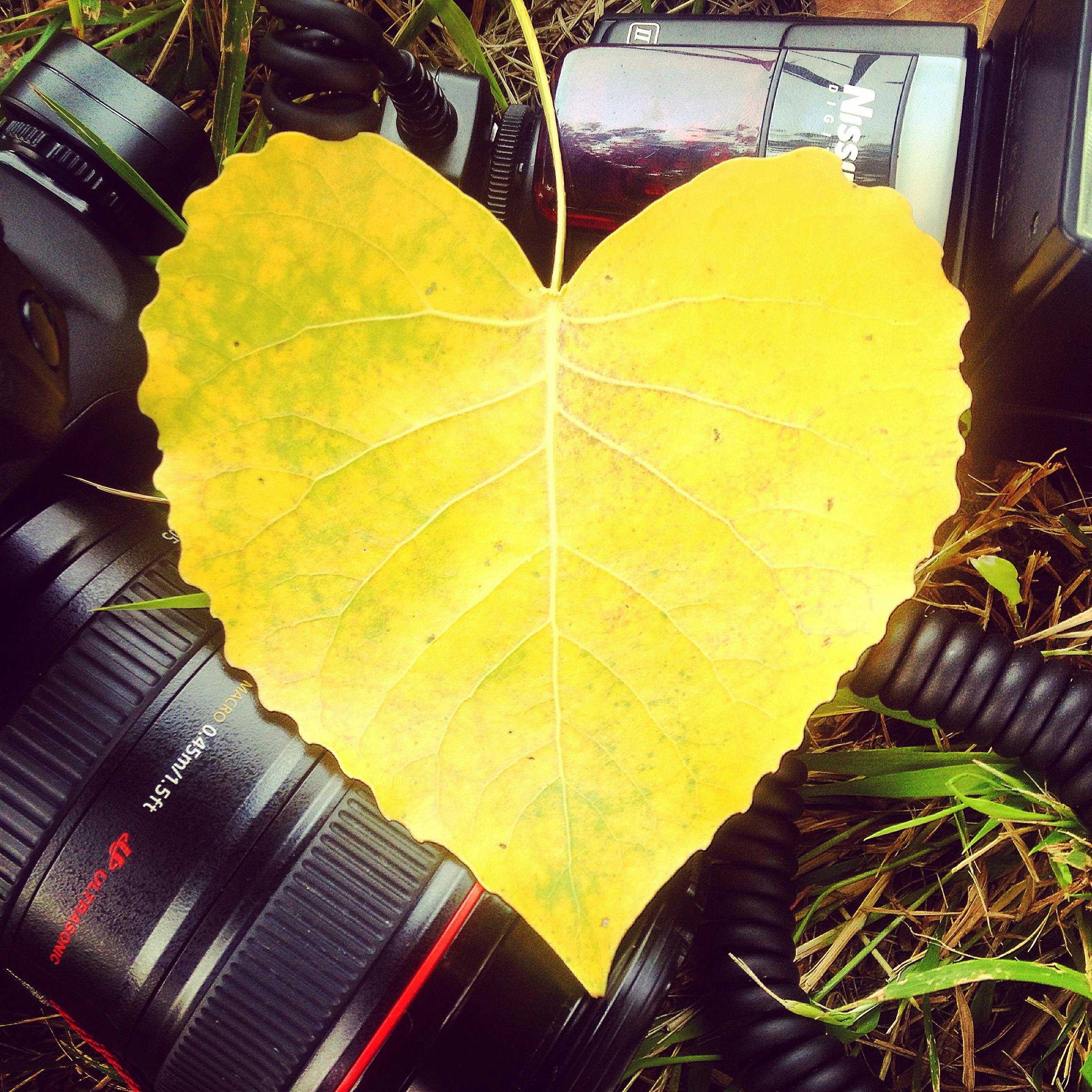 love-heart-yellow-photography.jpg (2448×2448)