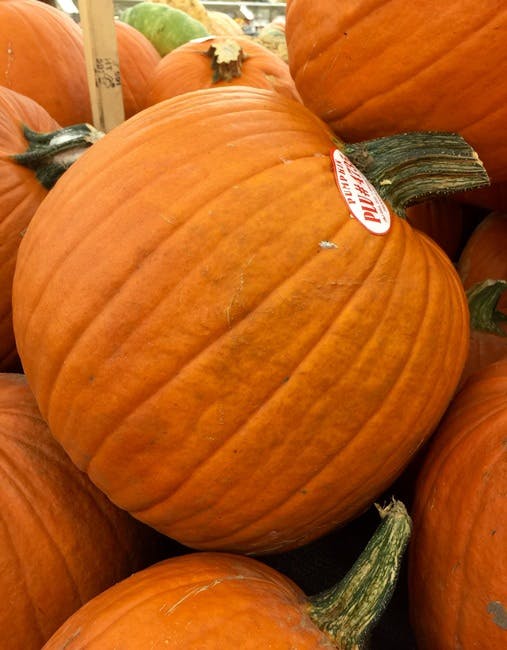 Free stock photo of autumn, decoration, halloween