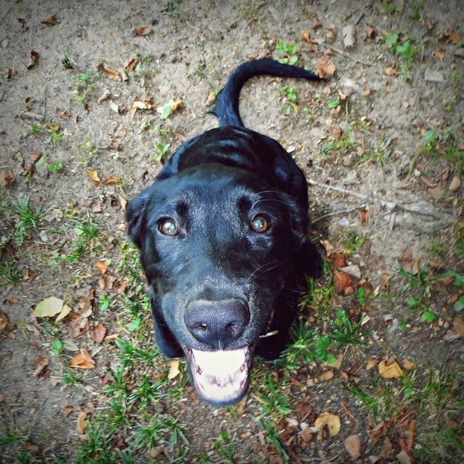 Free stock photo of black, dog, ears