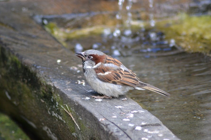 Free stock photo of bird, fountain, sparrow