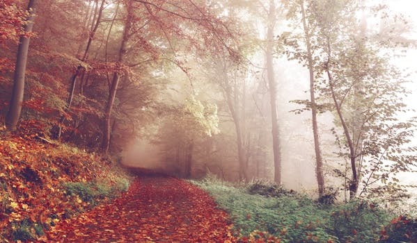 Free stock photo of nature, forest, trees, path