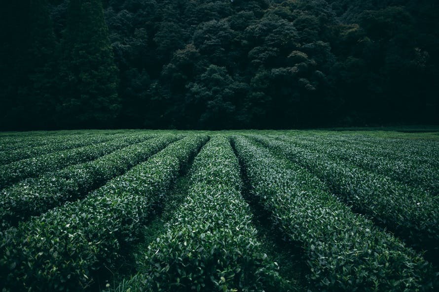 field, agriculture, tea