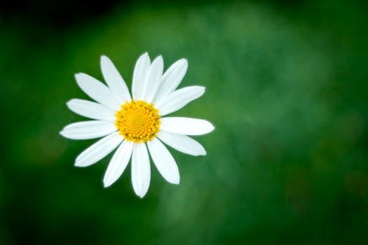 HD wallpaper of nature, flower, flora, daisy