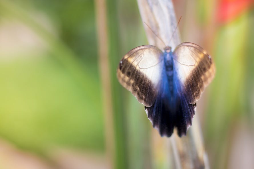 Free stock photo of blue, butterfly, nature