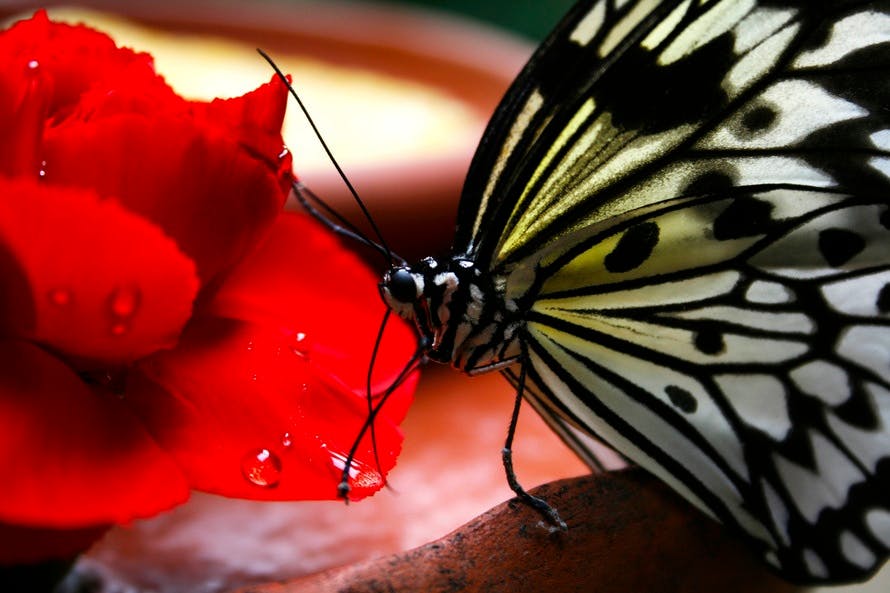 Black and White Butterfly on Red Flower