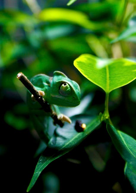 Green Chameleon on Tree Branch