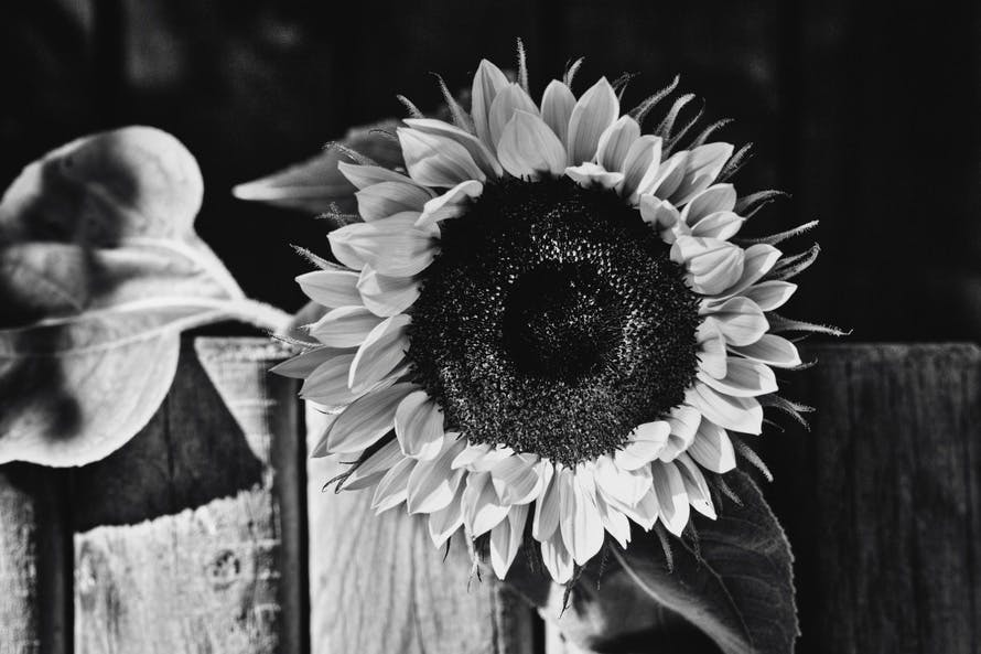Free stock photo of black, black-and-white, flower