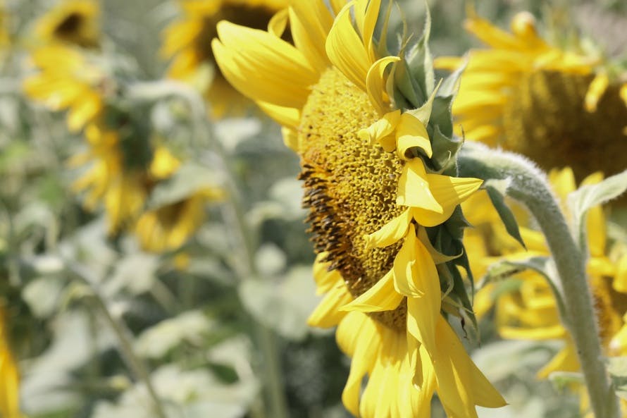 Free stock photo of flower, nature, sunflower