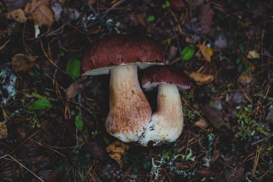 2 Mushroom on Land