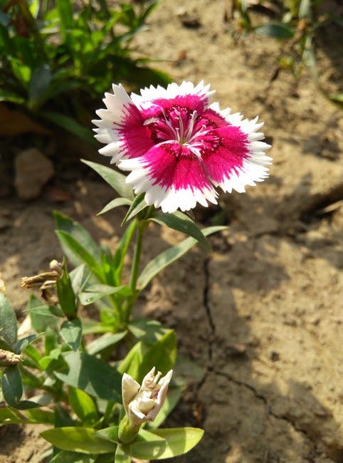 Free stock photo of flower, garden plant, love