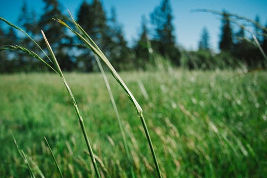 HD wallpaper of nature, sunny, field, summer