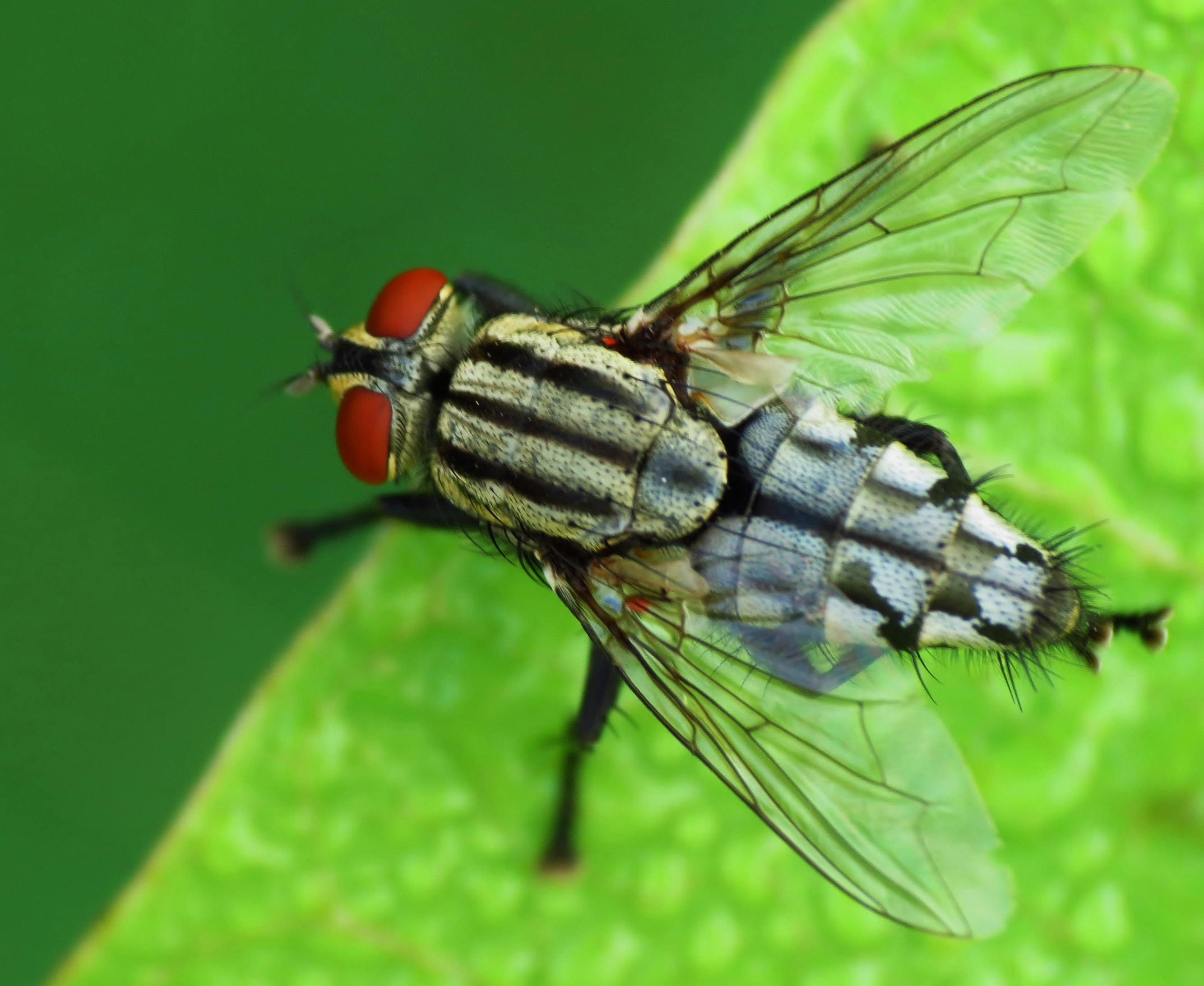 Free stock photo of cluster fly, fly