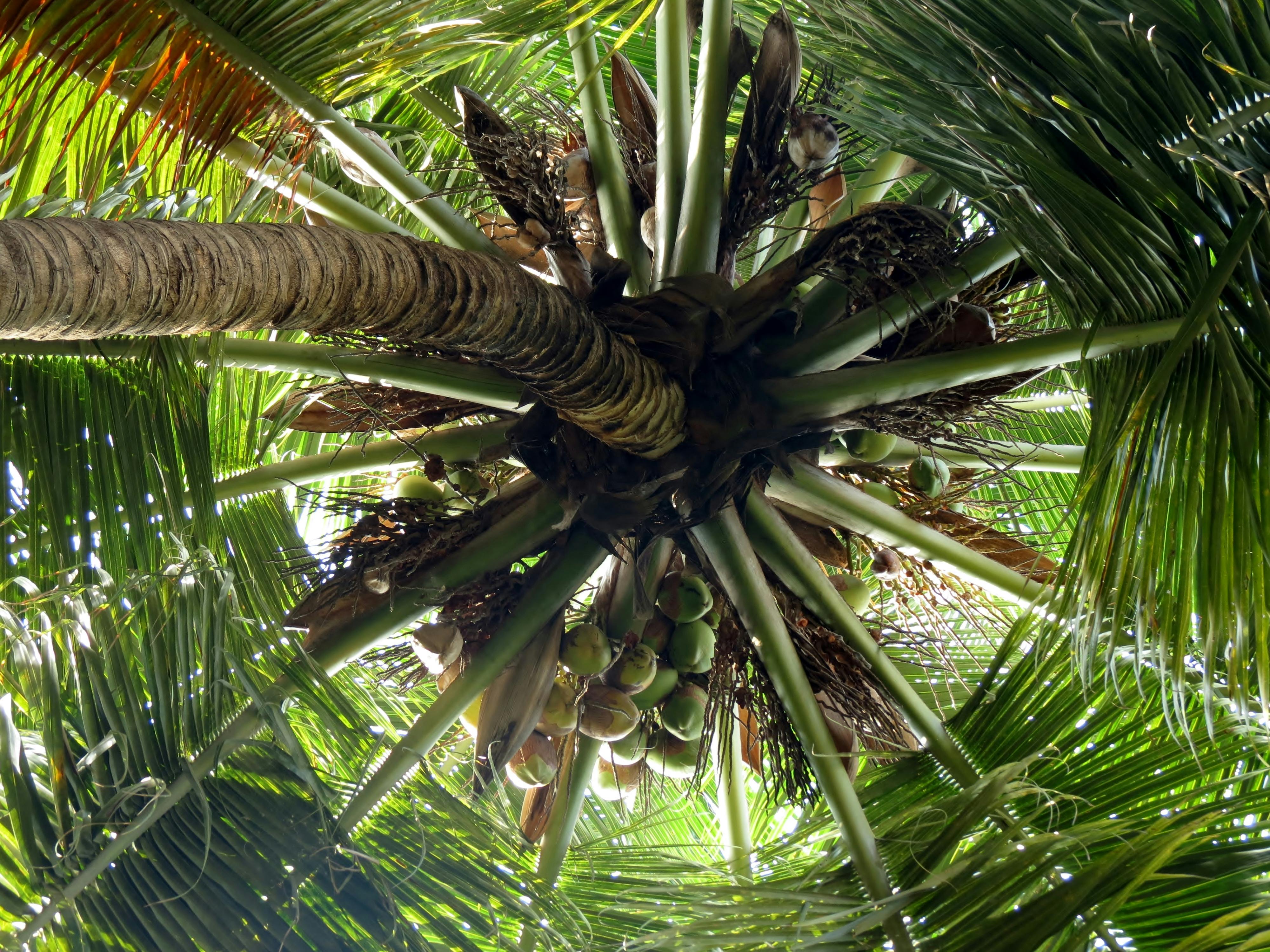 Free stock photo of coconut tree, coconuts