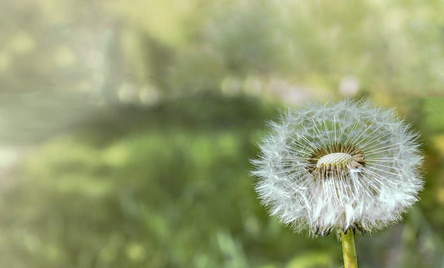 Closeup Photograph of White Dandelion