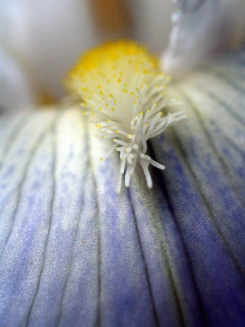 Free stock photo of close up, flower, macro