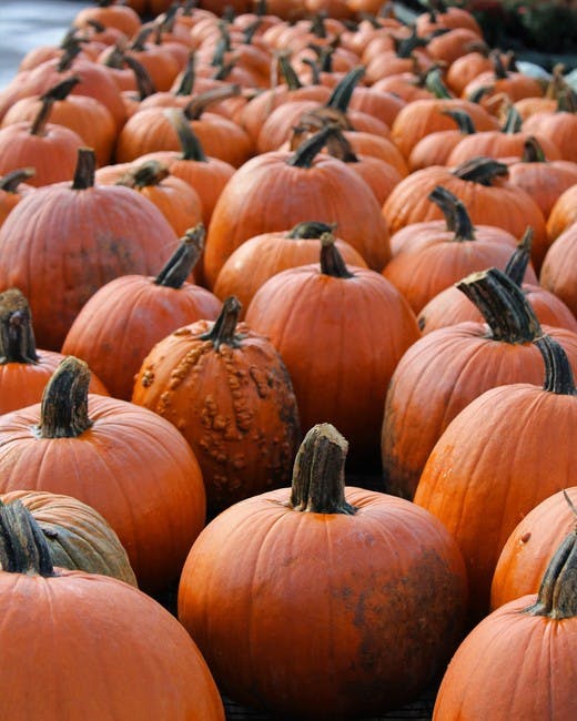 Free stock photo of autumn, pumpkins