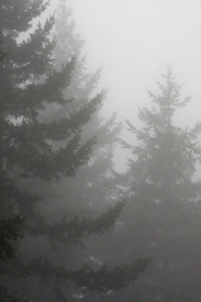 Free stock photo of fog, pine, trees
