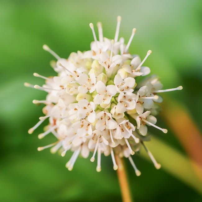Free stock photo of beautiful, buttonbush, flower
