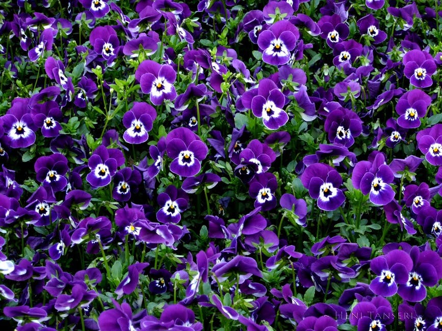 Free stock photo of purple flowers