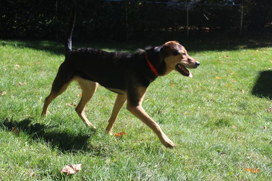 Free stock photo of dog, rescue dog, running