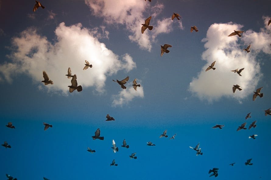 Free stock photo of blue sky, dove, doves
