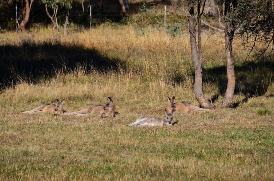 Free stock photo of australia, kangaroos sleeping in morning sun